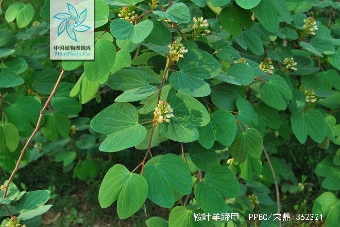 刀果鞍叶羊蹄甲(变种)