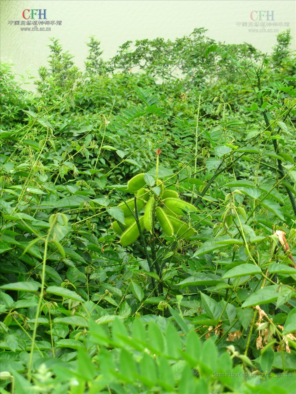  p>石莲子,中药名.