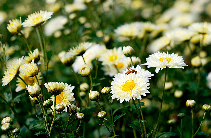  p>福白菊产于湖北省 a target="_blank" href="/item/麻城市">麻城市