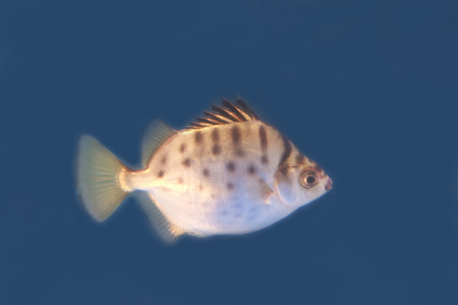 银鼓鱼