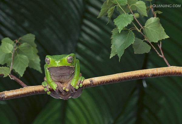  p>树蛙,无尾目树蛙科的1属,体多细长而扁,后肢长,吸盘大,指,趾间有