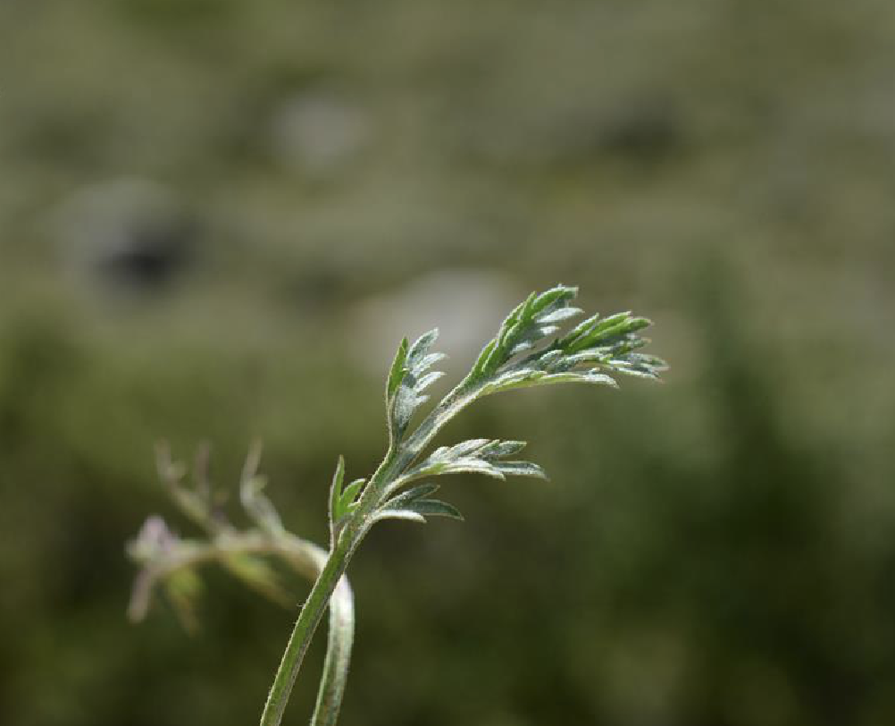 artemisia desertorum