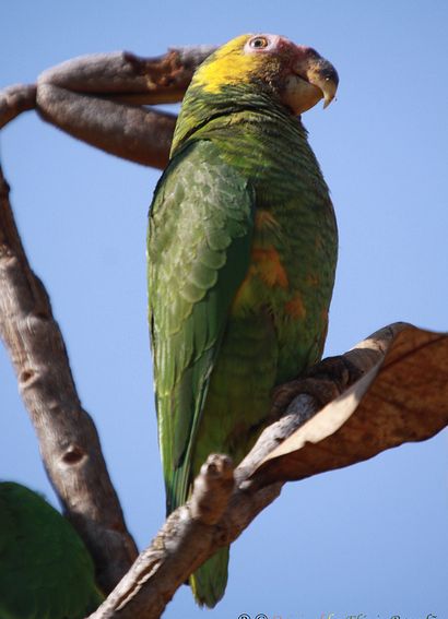  p>黄脸亚马逊鹦鹉(学名:alipiopsitta xanthops)是典型的 a href="#"