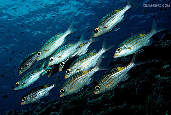 皇帝鱼的幼鱼全身青色,体表长着白色的漩涡状花纹,滑稽有趣.