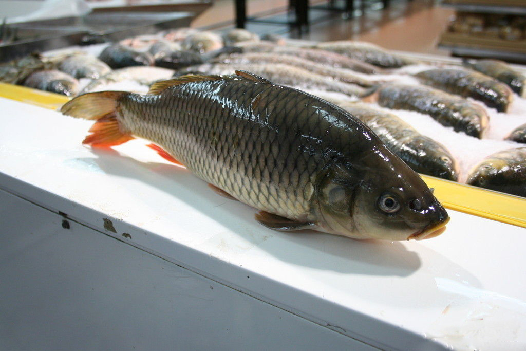 gcw">南湾鱼,产自 a target="_blank" href="/item/信阳市/13859302"