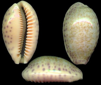  p>中华宝螺(学名:cypraea chinensis )是 a target="_blank" href="