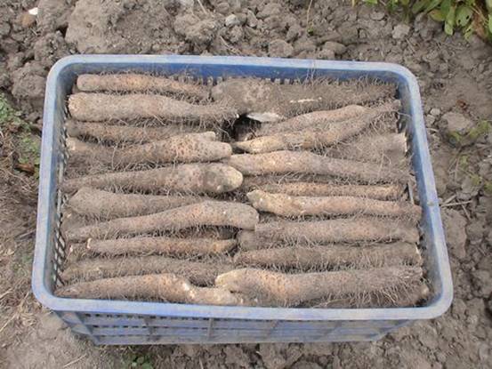 建阳淮山(建阳麻沙淮山)