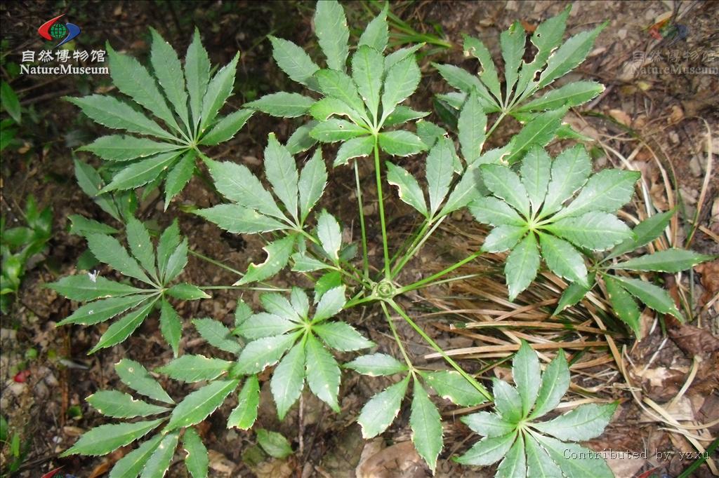  p>五加科(araliaceae), a href="#" data-lemmaid="1787647">双子叶