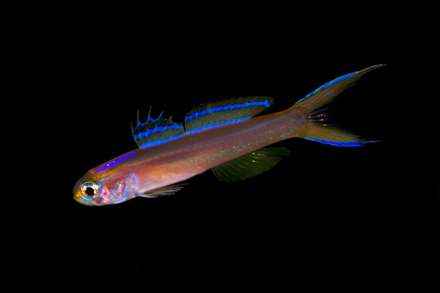 navigobius vittatus