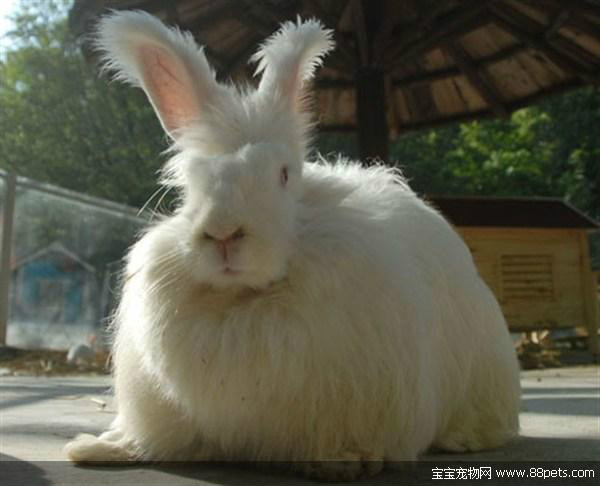 巨型安哥拉兔