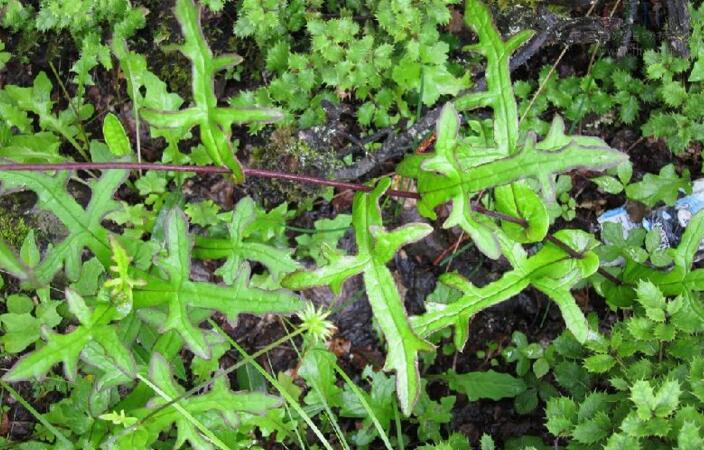 parasenecio vespertilo