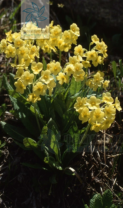  p>钟花报春(学名: i>primula sikkimensis /i> hook. f.