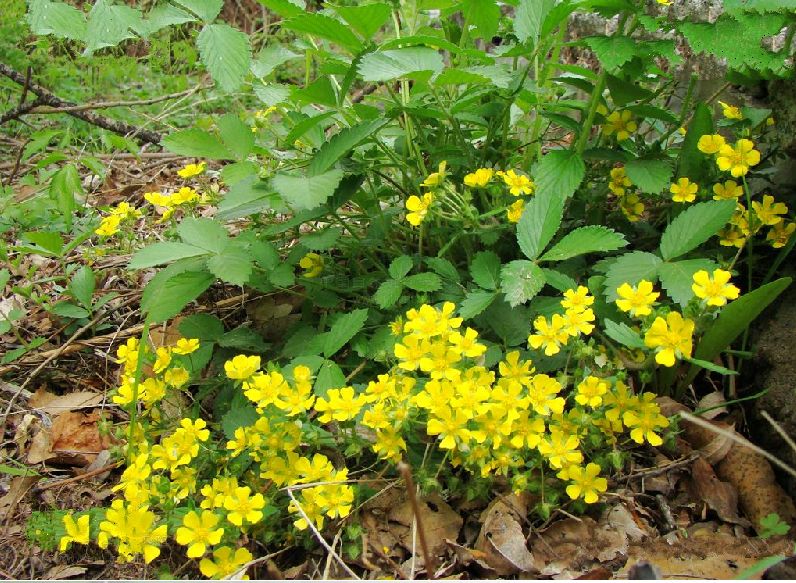 委陵菜(原变种)