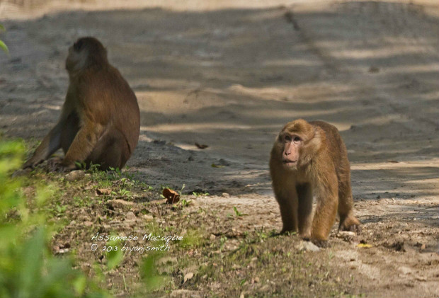  p>熊猴(学名: i>macaca assamensis /i>),是