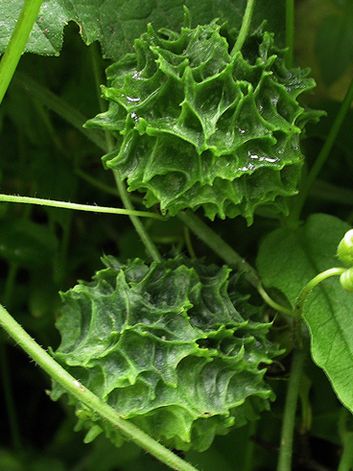  p>云南赤瓟是葫芦科赤瓟属的植物,是中国的特有植物.