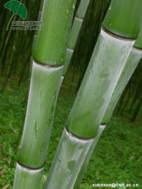  p>白哺鸡竹(学名: i>phyllostachys dulcis /i> mcclure)是禾本科