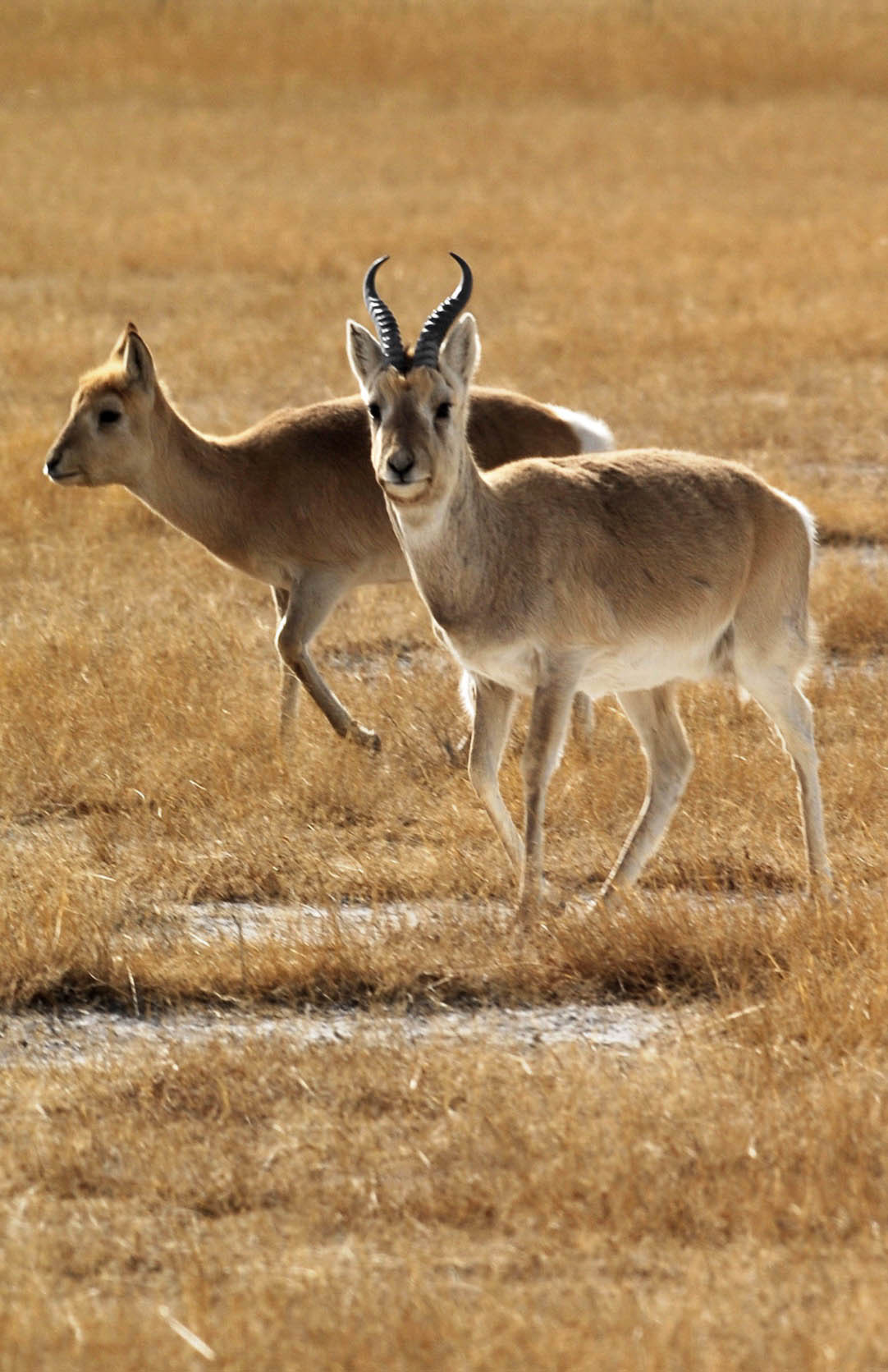  p>有蹄类指的是 a target="_blank" href="/item/脊索动物门/3516708