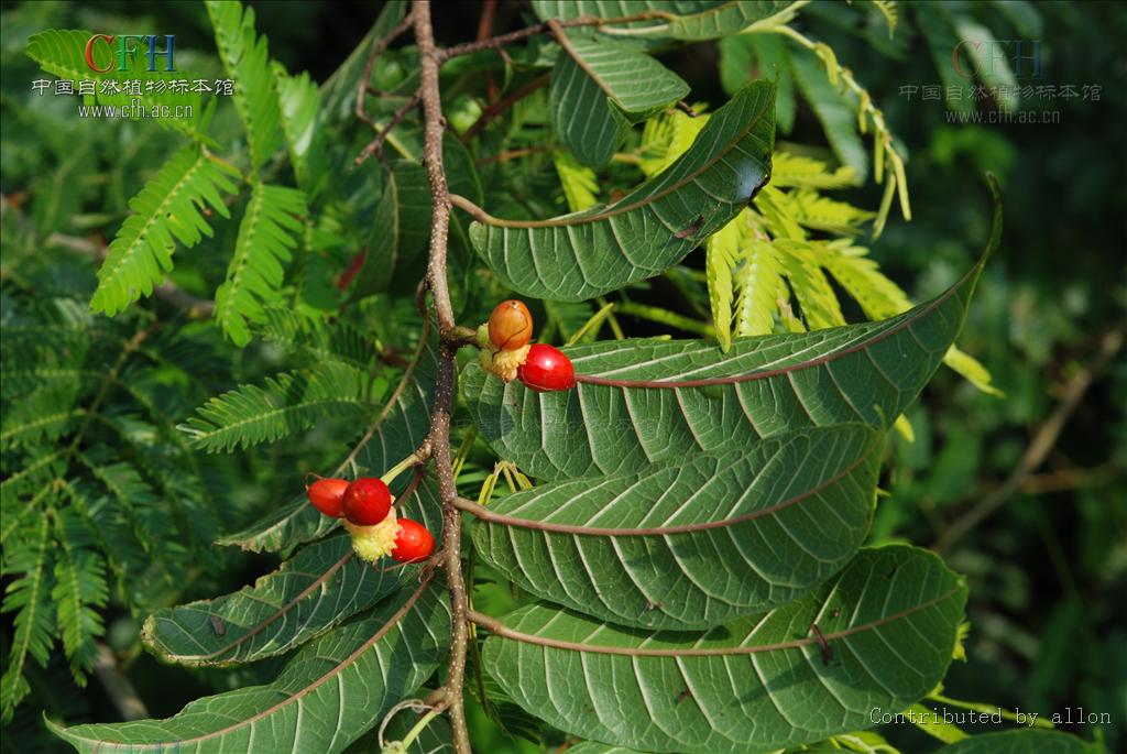  p>牛筋藤(学名: i>malaisia scandens /i> (lour.) planch.