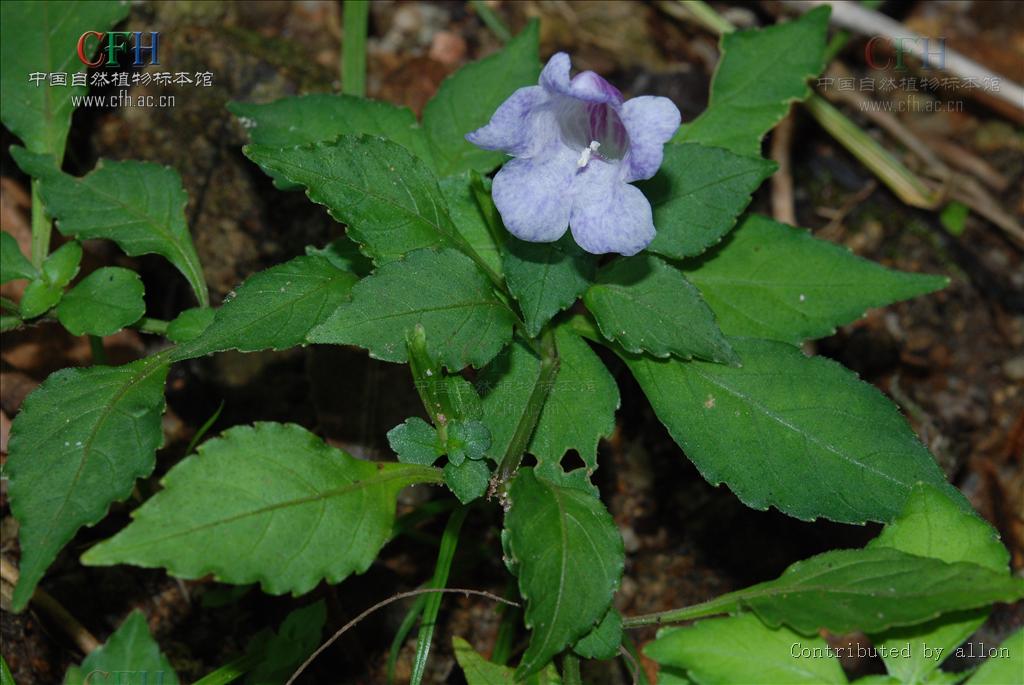  p>假蓝属, a href="#" data-lemmaid="541696">草本 /a>,具不等叶性