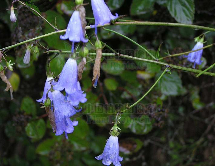  p>展枝沙参〔拉丁学名: i>adenophora divaricata /i> franch.