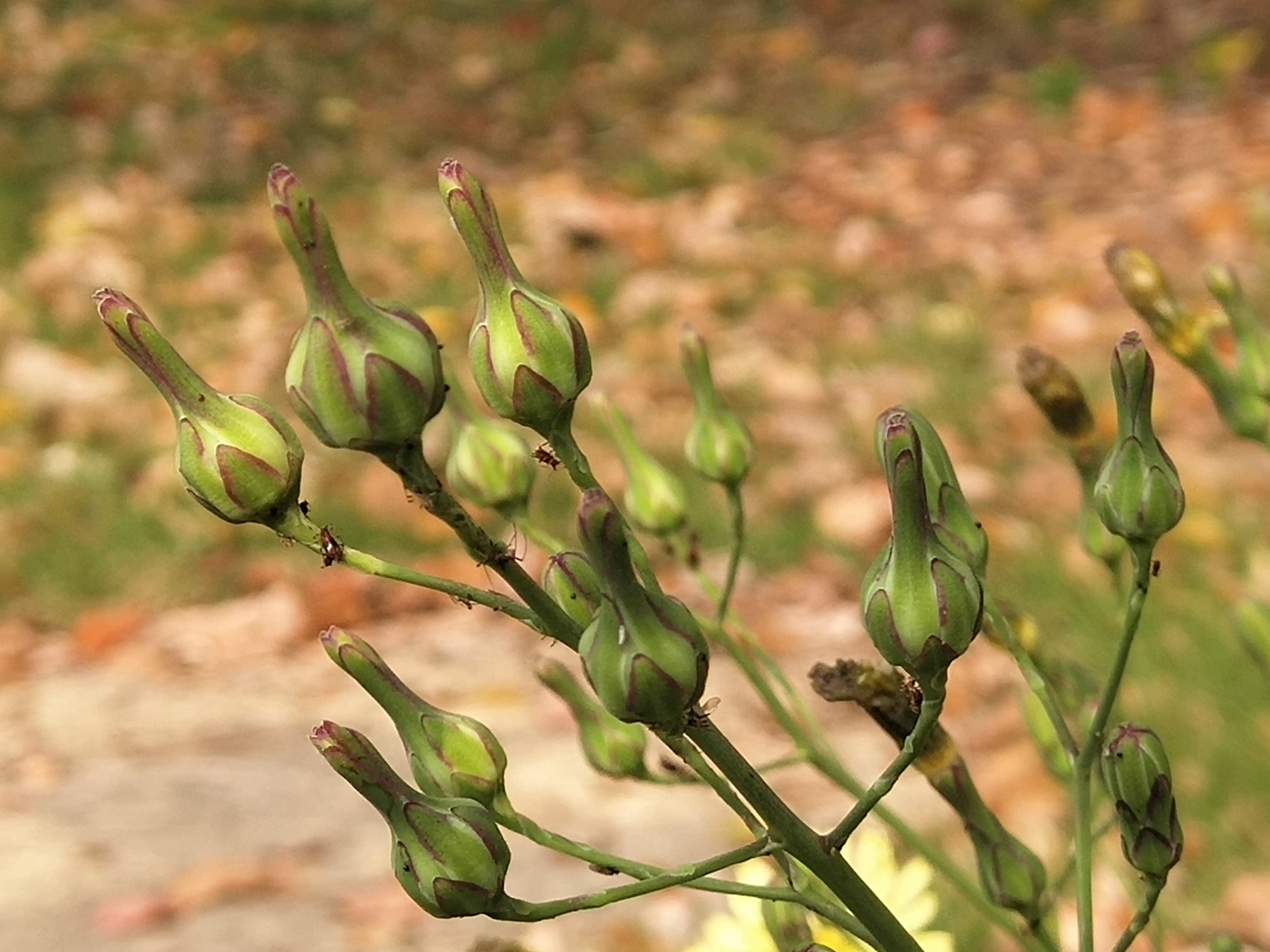  p>一枝黄花(学名: b> i>solidago /i> /b> i>  /i> b> i>decurrens  