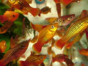  i>xiphophorus maculatus /i> (günther, 1866),也称为花斑剑尾鱼