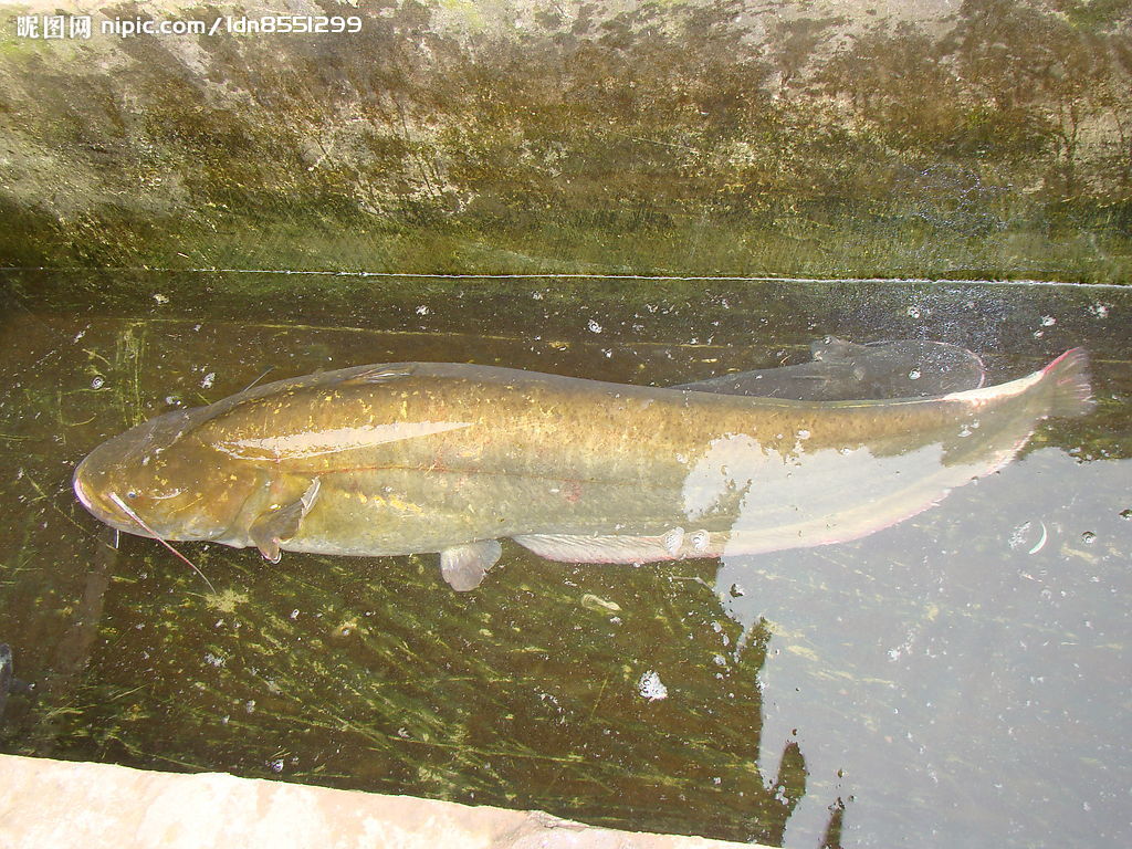  p>金鲢鱼又称金大头[aristichthys nobilis (richardson)]属鲤形目, 