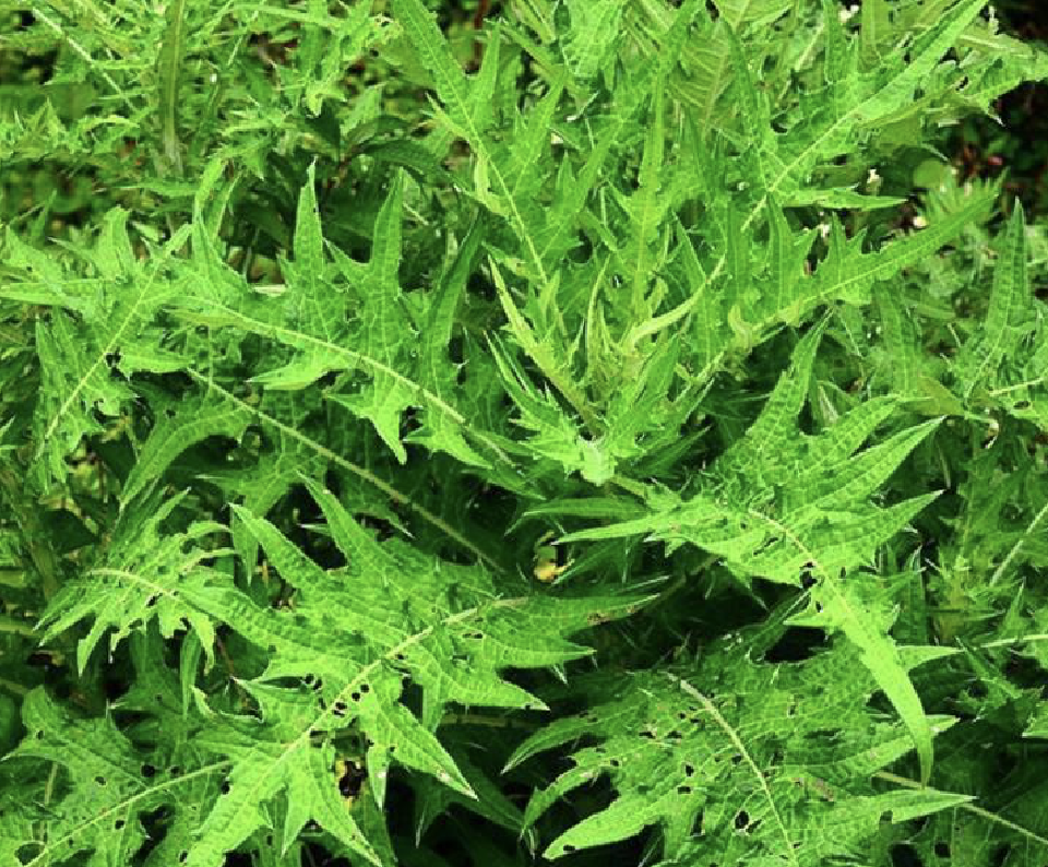  p>马刺蓟(学名: i>cirsium /i>  i>monocephalum /i> (vaniot) h.