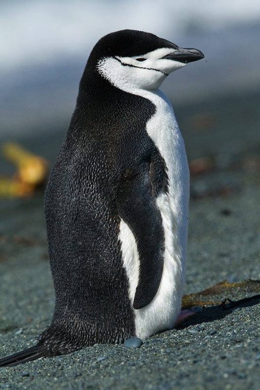  p>帽带企鹅(学名: i>pygoscelis antarctica /i>):最明显的特征是