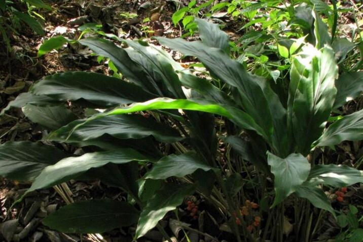  p>海南山姜( a target="_blank" href="/item/学名/8074290" data