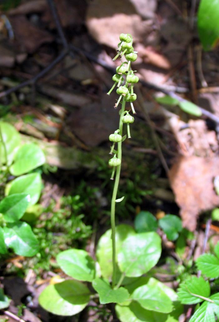 pyrola macrocalyx ohwi