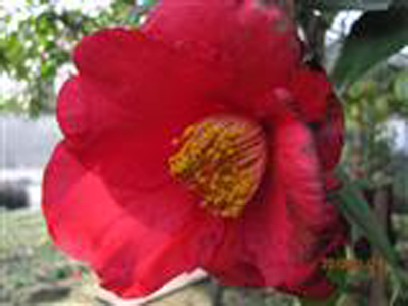 毛蕊红山茶(原变种)