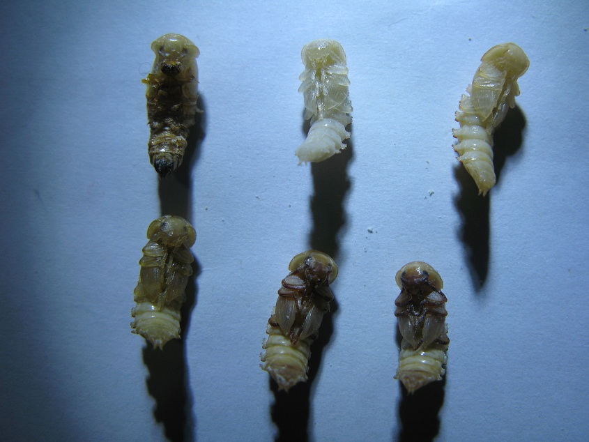  p>黄粉虫俗名面包虫,为鞘翅目拟步行科粉甲属的昆虫.