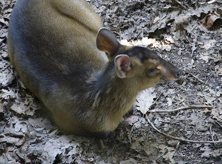 bornean red muntjac