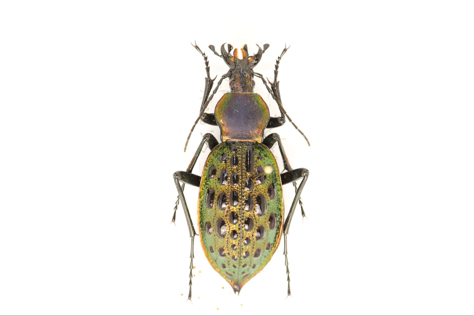  p>步甲科是隶属于鞘翅目肉食 亚目,是鞘翅目第