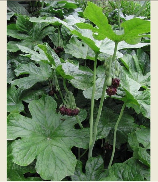 f.) kitam. )是菊科大吴风草属植物,多年生葶状草本.