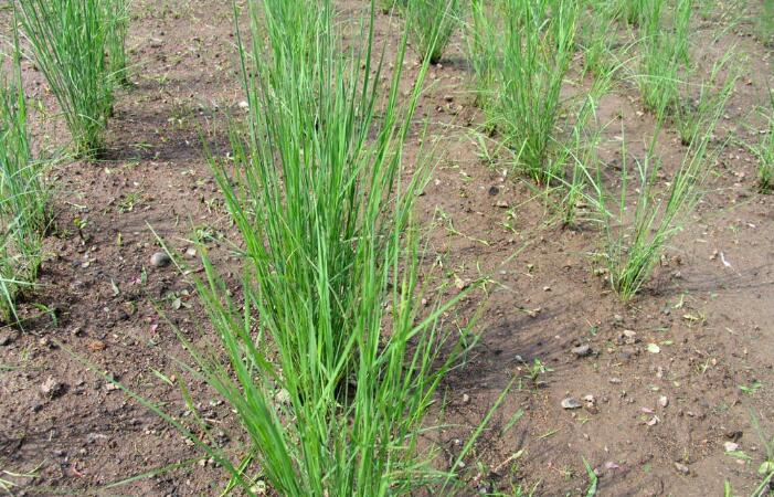  p>碱茅属(拉丁学名:puccinellia parl.