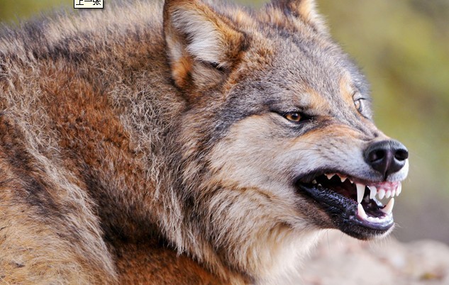  p>惧狼又名恐狼,更新世狼的灭绝种.学名canis dirus.