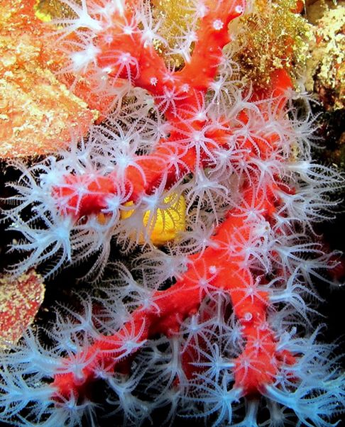 红珊瑚