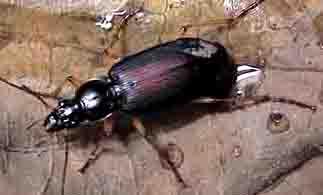 蠋步甲体黑色;足的腿节和胫节为黄色,跗节和爪节为棕红色;鞘翅狭长