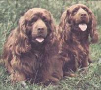 萨塞克斯西班牙猎犬
