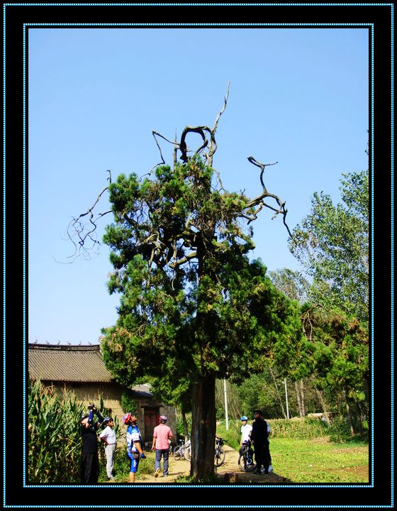 data-id="gnaup9nagm">倒栽柏:鲁山县瓦屋乡马老庄村有棵奇特的柏树