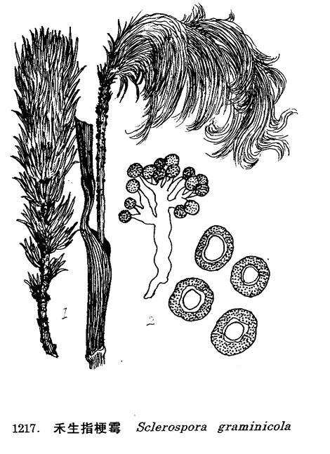 10699622" data-lemmaid="10699622">霜霉科 /a>指梗霉属下一植物种