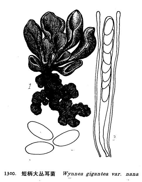  p>形态特征:子囊盘较小或中等,且柄短.