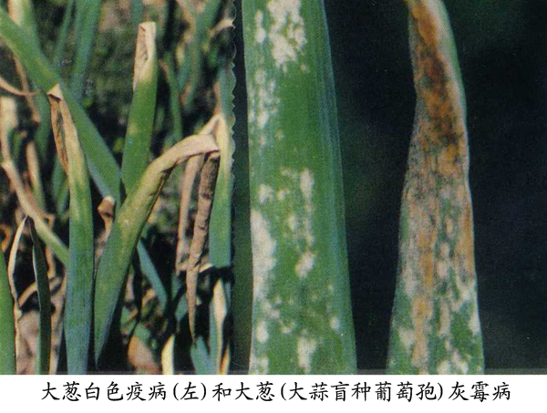 大葱白色疫病