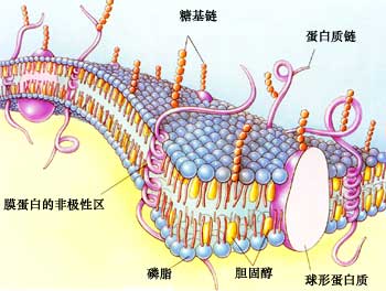 plasma membrane