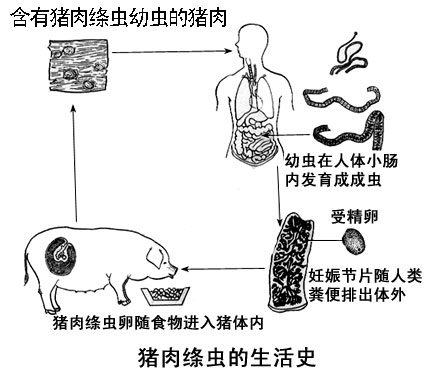  p> a target="_blank" href="/item/链状带绦虫/1546162" data-lemma