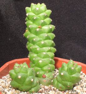  p>将军阁为多年生肉质植物,植株低矮,基部多分枝.