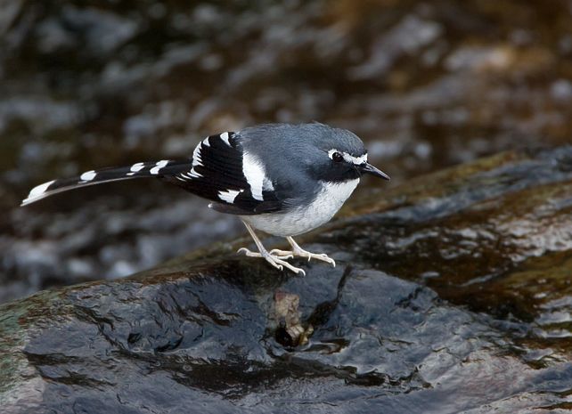 href="#" data-lemmaid="4652090">燕尾 /a>,体长23厘米,雌雄成鸟大体