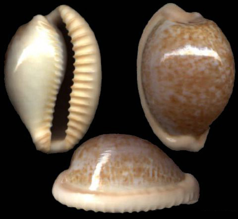 cypraeovula fuscorubra fuscorubra